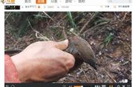 德国学者：欧洲面临艰难时刻 中国成为有助稳定的重要伙伴